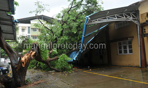 tree damage13jul3 1